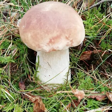 Kamez * Szczytno (Warmian-Masurian)