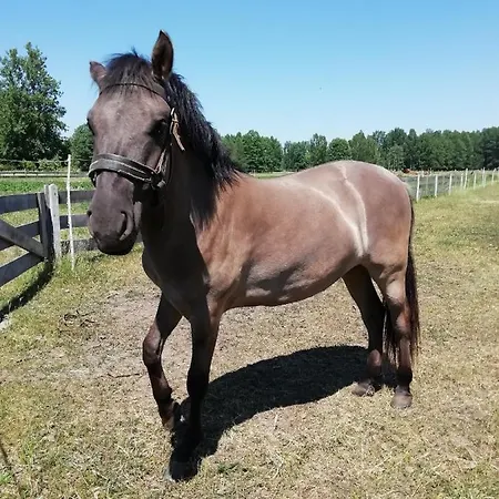 Kamez Séjour à la ferme Szczytno (Warmian-Masurian)