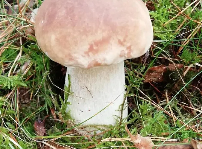 Kamez * Szczytno (Warmian-Masurian)