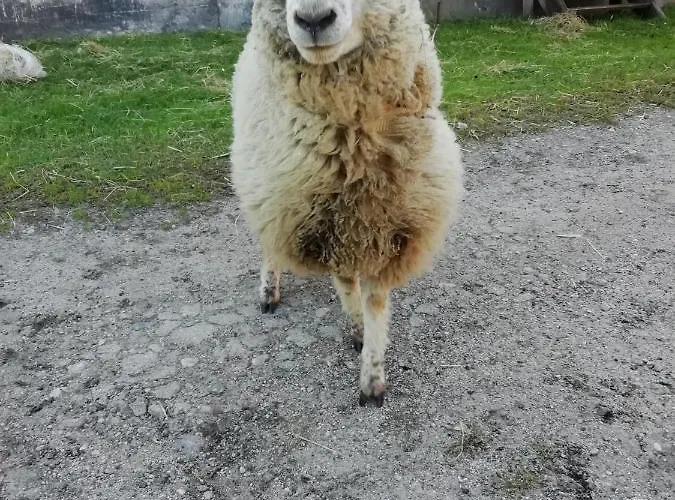 Farm stay Kamez Szczytno (Warmian-Masurian)