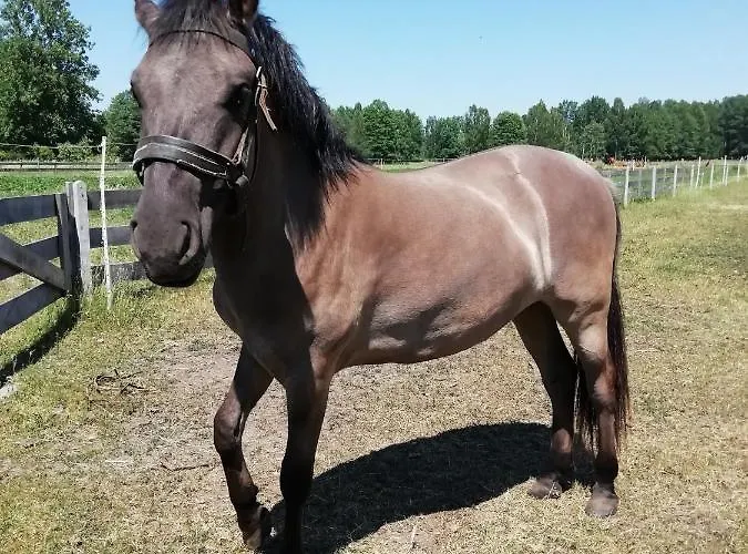 Kamez Agroturismo Szczytno (Warmian-Masurian)