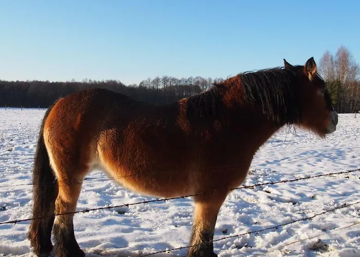Kamez Szczytno (Warmian-Masurian)